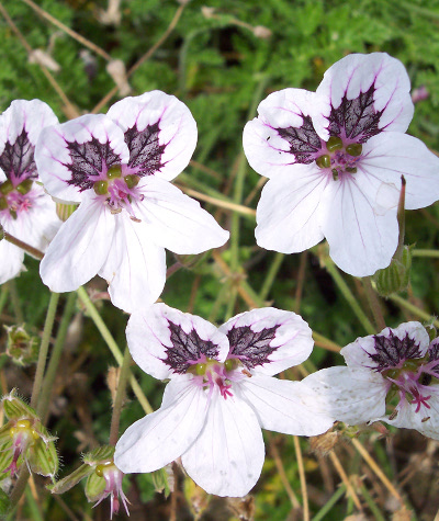 Erodium Stephaine